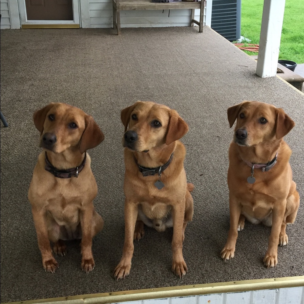 Meet your Posher, Belinda